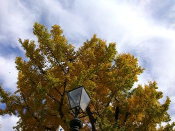 Low angle view of tree against sky