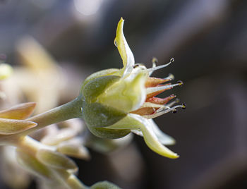 Close-up of flower bud