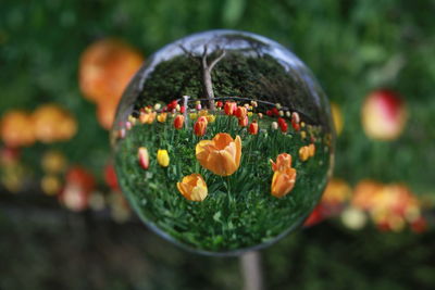 Close-up of orange flowering plant