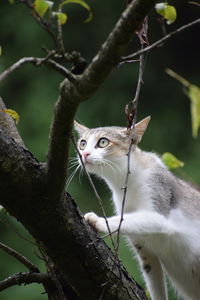 Cat taking slow steps 