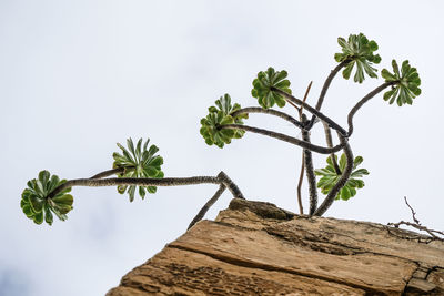 Low angle view of plant against sky