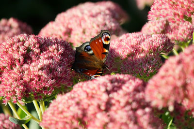 Close-up of butterfly pollinating on pink flower