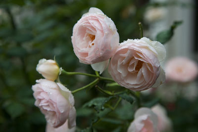 Close-up of pink flowers blooming outdoors