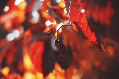Close-up of maple leaves during autumn