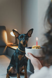 Close-up of dog