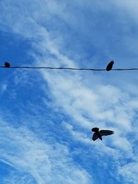 Low angle view of bird flying against sky