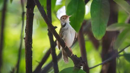 Bird perching on a tree