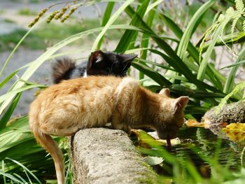 Kitten drinking from pond