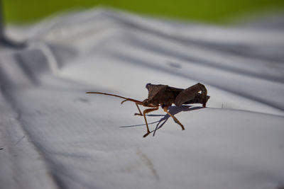 Close-up of insect