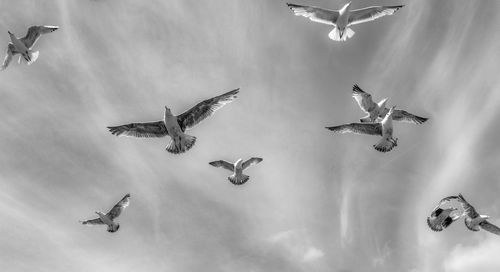 Low angle view of birds flying in sky