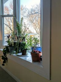 Potted plants on window sill