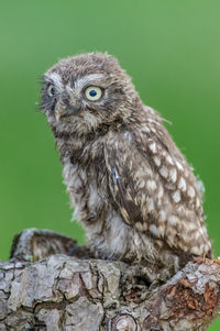 Close-up of owl perching on tree