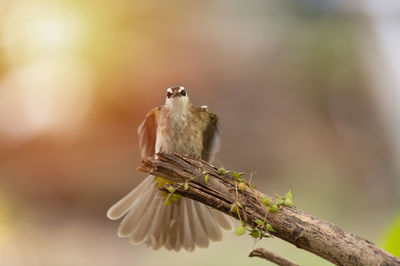 Bird perching on a branch