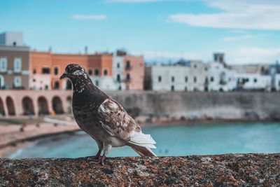 Seagull perching on retaining wall against sea