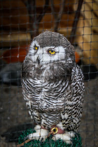 Close-up of owl perching in cage at zoo