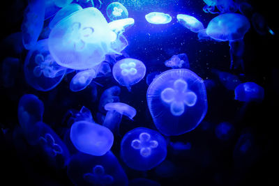 Close-up of jellyfish swimming in aquarium