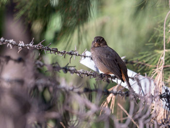 Close-up of bird perching on branch