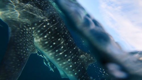 Close-up of fish swimming in sea