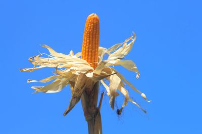 Low angle view of flowering plant against clear blue sky