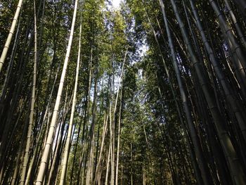 Low angle view of bamboo plants in forest