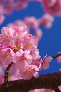 Close-up of pink cherry blossoms against sky