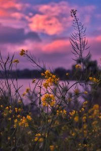 Scenic view of flowering plants on field against sky during sunset