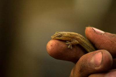 Cropped hand holding lizard