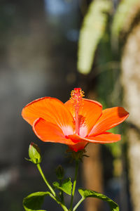 Close-up of orange flower