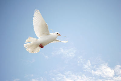 Low angle view of dove flying against clear sky