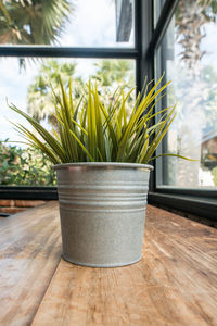 Close-up of potted plant on window sill