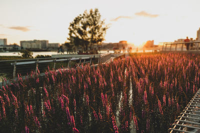 Red flowering plants on field against sky