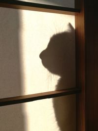 Shadow of cat on window