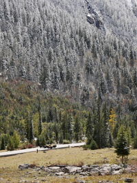 View of pine trees in forest