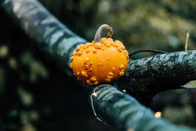 Close-up of pumpkin on tree during halloween