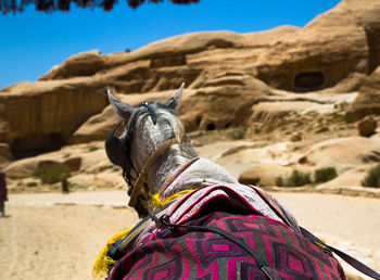 Close-up of a horse on the land