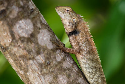 Close-up of lizard