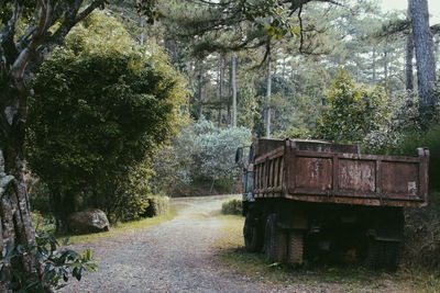 View of trees in forest