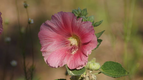 Close-up of pink hibiscus blooming outdoors