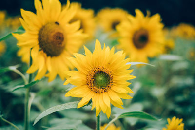 Close-up of sunflower