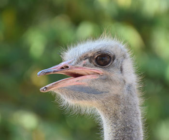 Close-up of ostrich