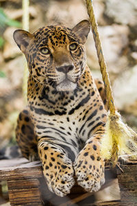 Jaguar close up in a zoo