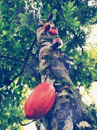 Low angle view of fruits on tree