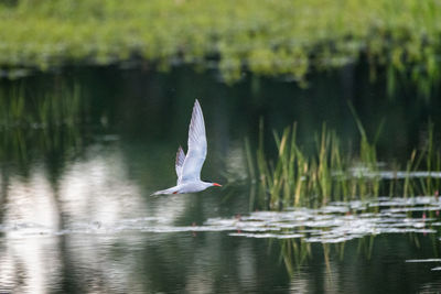 Seagull flying over lake