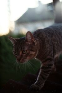 Close-up portrait of cat sitting