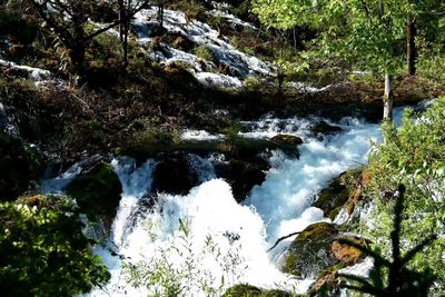 Scenic view of waterfall in forest