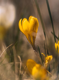 Close-up of yellow flowering plant on field