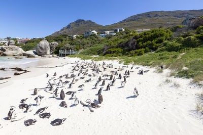 View of boulders beach  -  sandy beach and boardwalk, with free-roaming colony of african penguins.