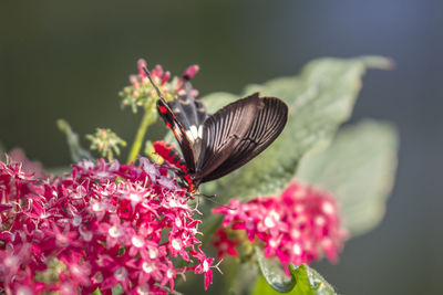 Close-up of butterfly pollinating on flower