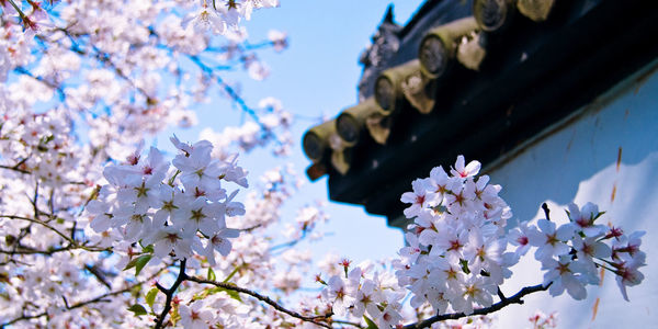 Low angle view of apple blossoms in spring