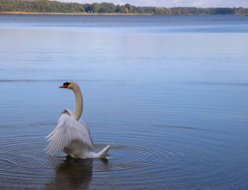 One swan flapping wings at schaalsee, germany